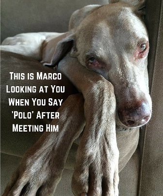 What I didn’t consider when naming my dog Marco