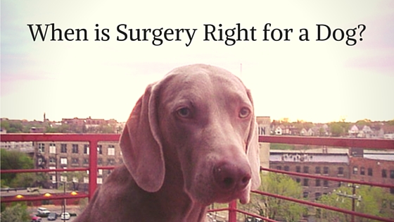 When is Surgery Right for a Dog?