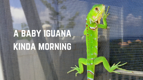 Have You Ever Felt Like a Baby Iguana?